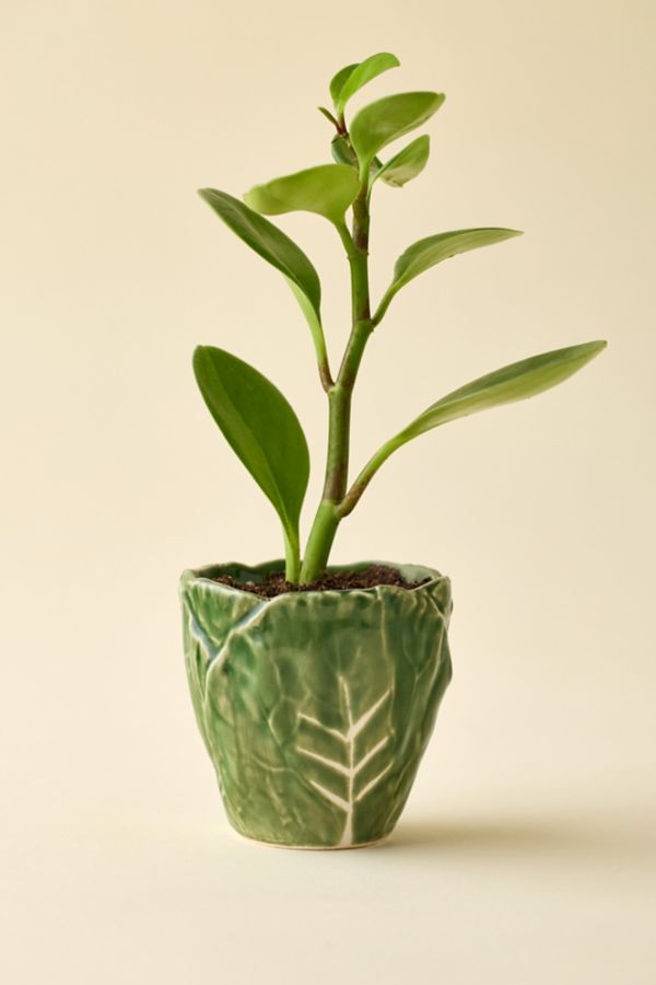 Slide View: 1: Cabbage Shape 3” Ceramic Planter