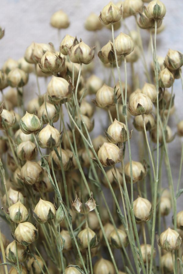 Slide View: 2: Roxanne’s Dried Flowers Dried Flax