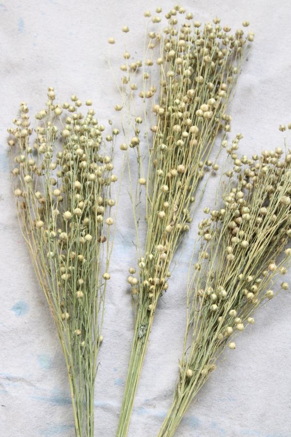 Slide View: 3: Roxanne’s Dried Flowers Dried Flax