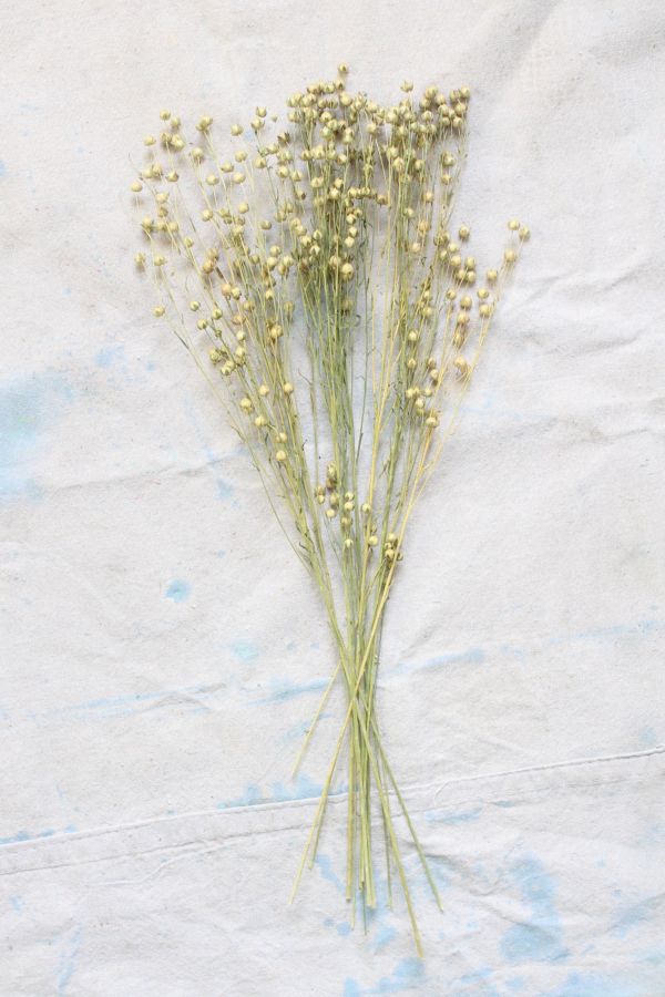 Slide View: 1: Roxanne’s Dried Flowers Dried Flax