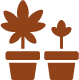 Cultivation
